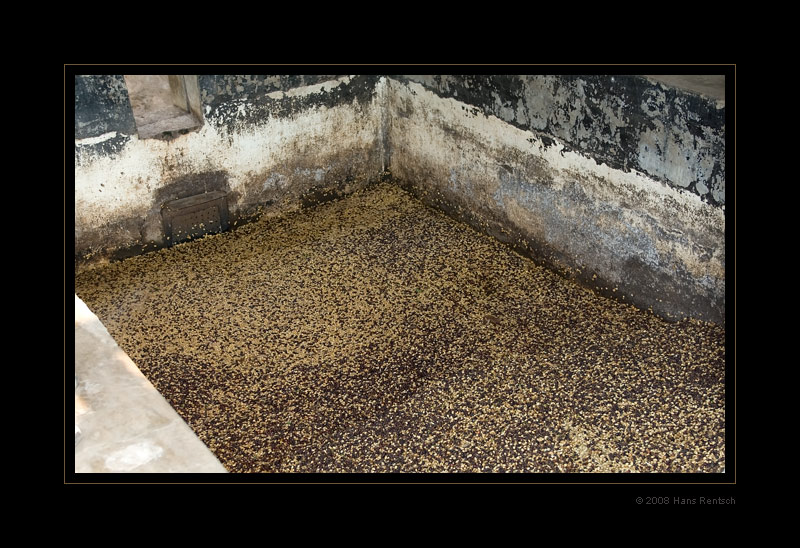 Kaffee-Verarbeitung