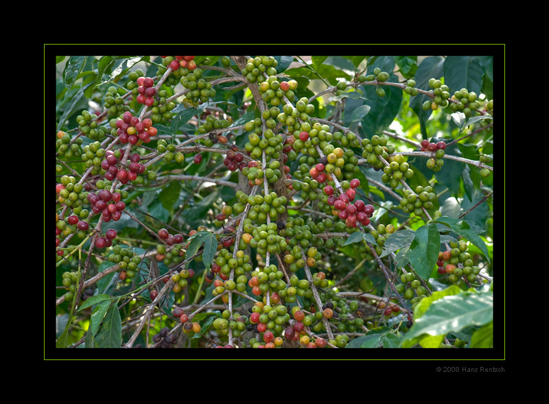 Kaffee-Verarbeitung