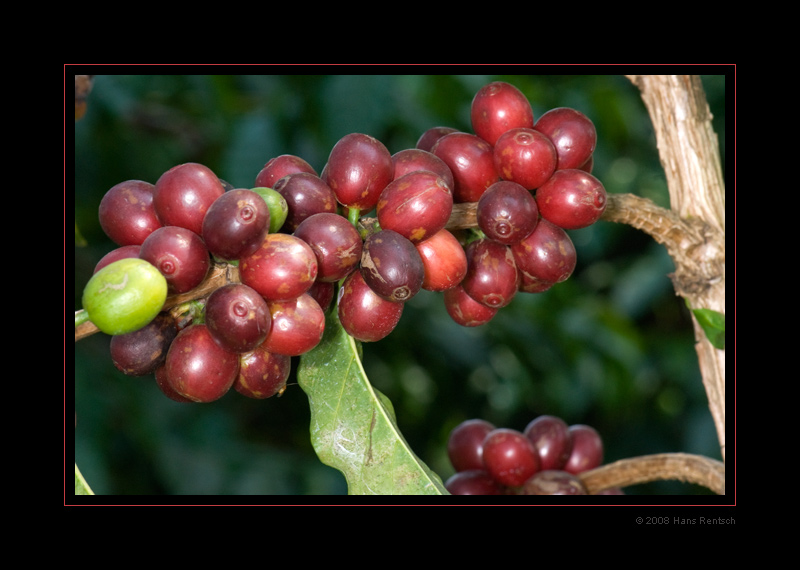 Kaffee-Verarbeitung