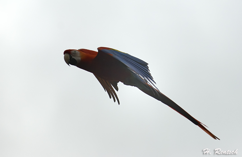 roter Ara im Flug