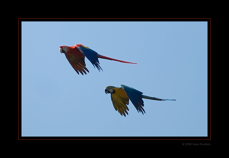 Ara's fliegen um die Wette