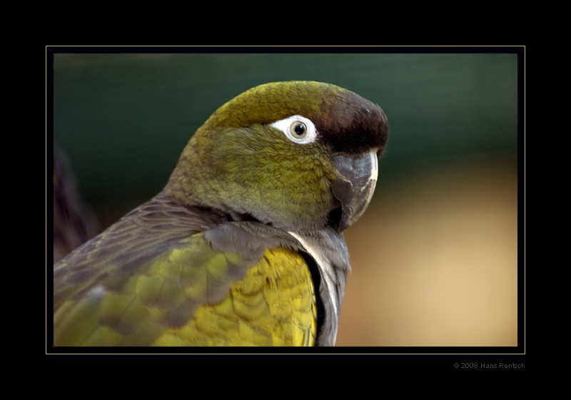 Felsensittich