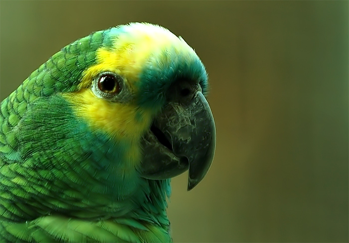 Portrait einer Blaustirn Amazone