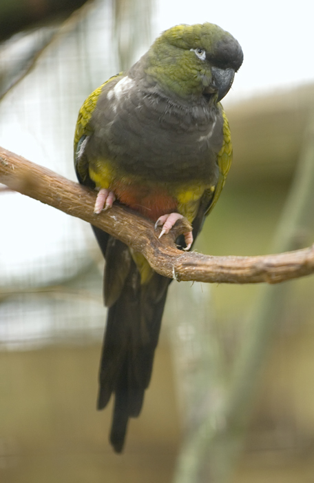 Felsensittich