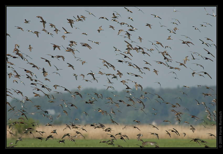 Kampfläufer im Flug