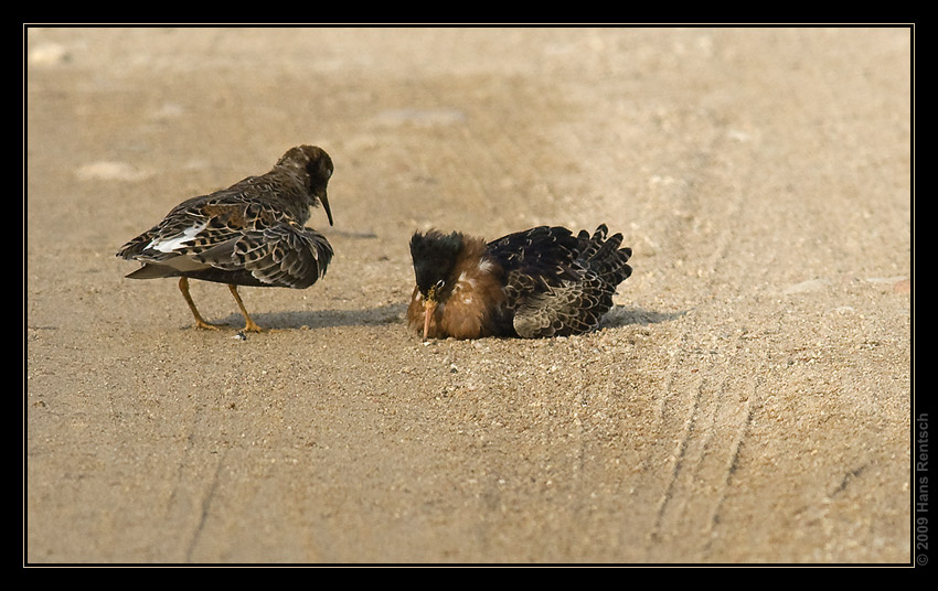 Kampfläufer