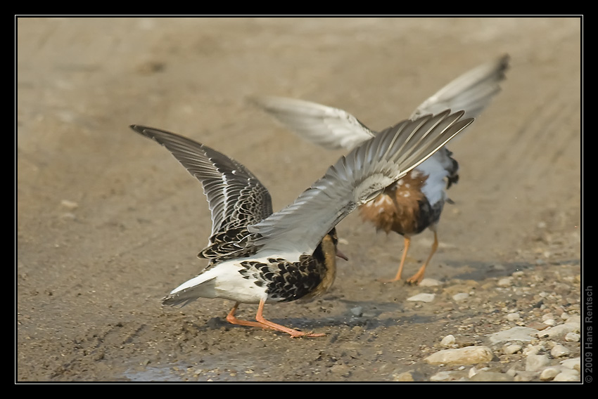 Kampfläufer