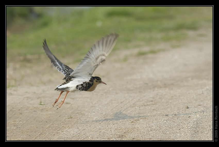 Kampfläufer