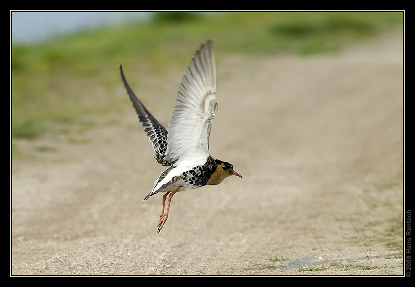 Kampfläufer