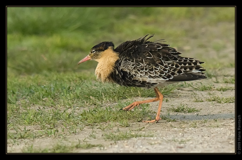 Kampfläufer