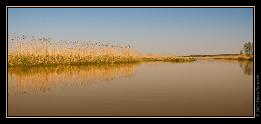 Narew