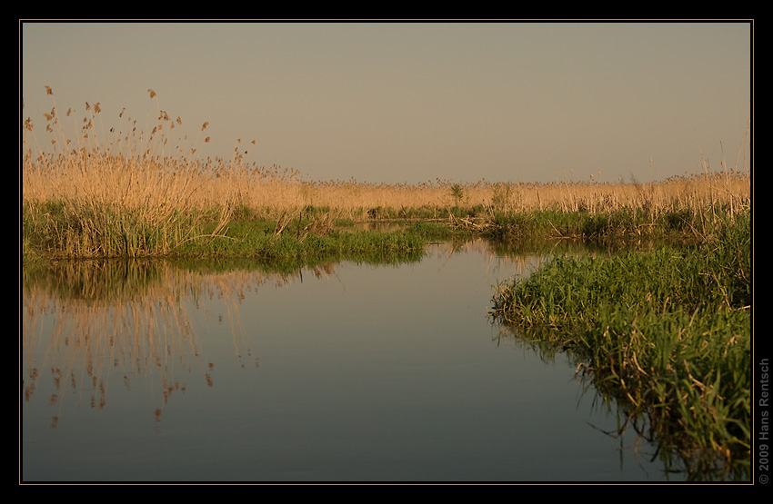 Narew