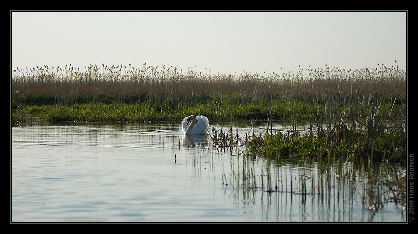 Narew