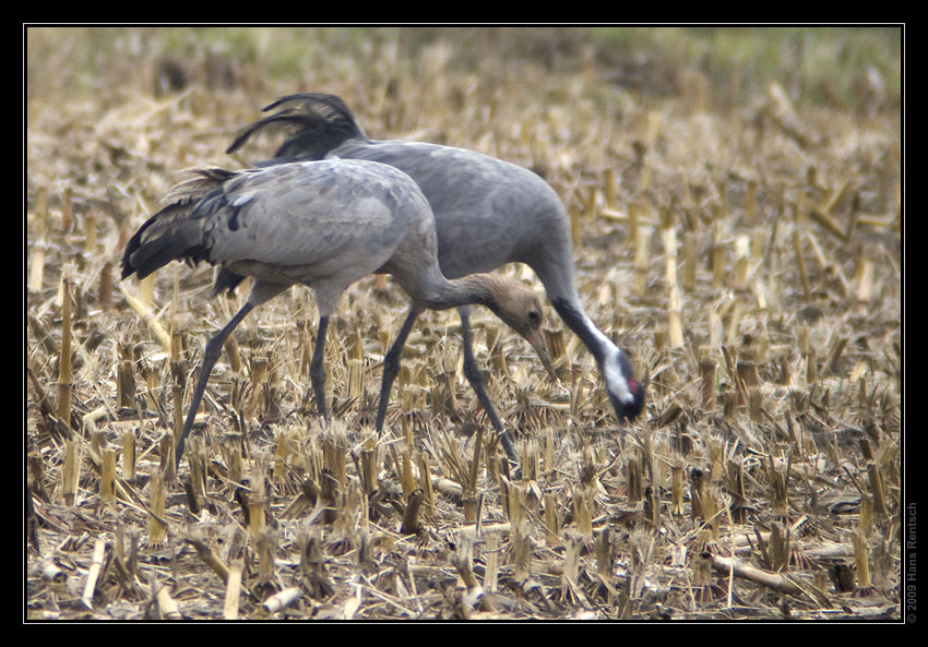 Kraniche in Linum