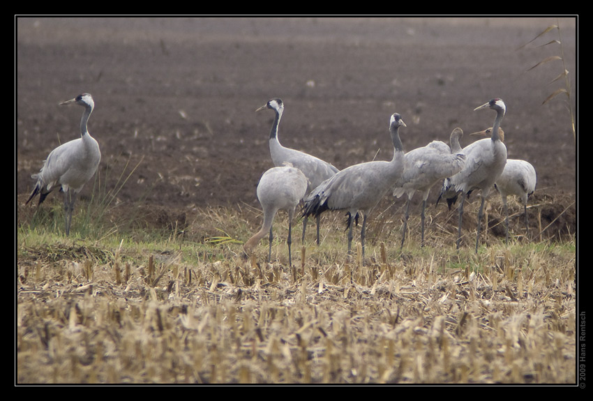 Kraniche in Linum