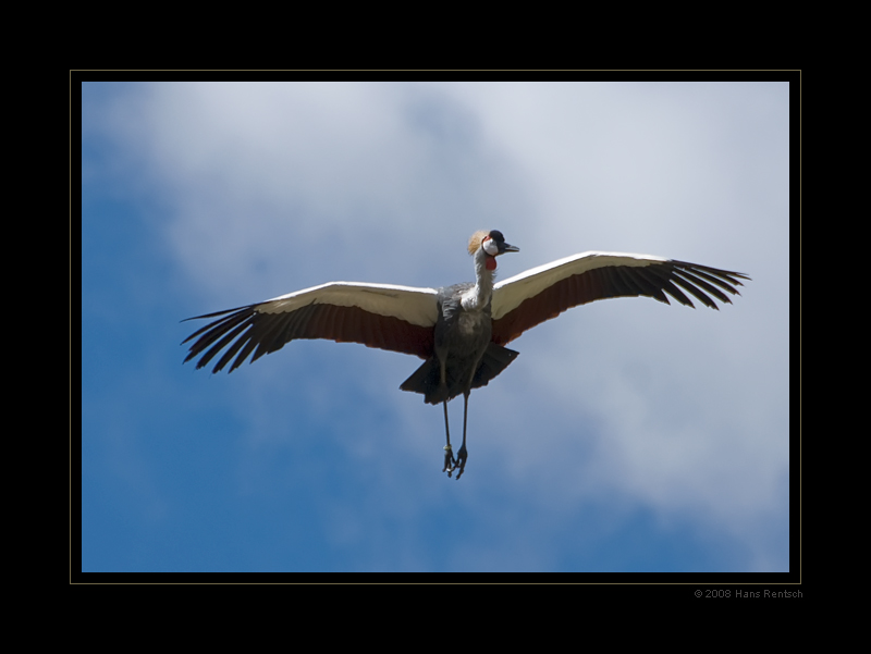 Flugstudie Kranich