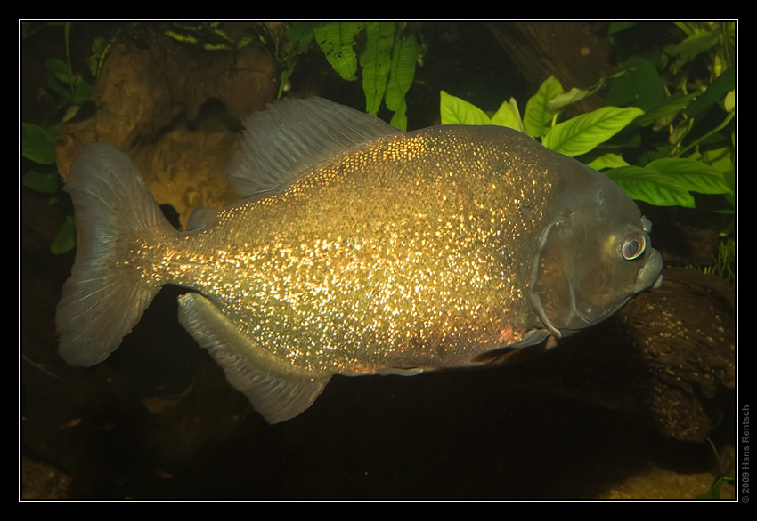 Roter Piranha