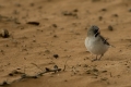 Schnurrbärtchen in Namibia