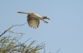 Grautoko im Flug