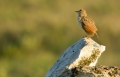 Vogel Namenlos geniesst die Morgensonne