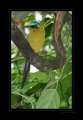 Blauscheitelmotmot