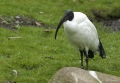 Ibis