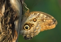 Schmetterling aus dem Papiliorama Kerzers