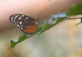 Schmetterling aus dem Papiliorama Kerzers