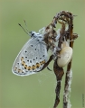 Schnecke mit Bläuling