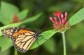 Schmetterling im Papilliorama Kerzers