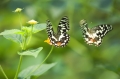 Schmetterling im Papilliorama Kerzers