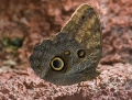 Schmetterling im Papilliorama Kerzers