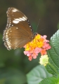 Schmetterling im Papilliorama Kerzers