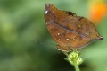 Schmetterling im Papilliorama Kerzers