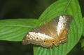 Schmetterling