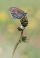 Wiesenvögelchen