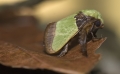 Nachtfalter "Glucken" aufgenommen in Madagaskar