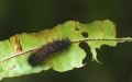 Raupe aufgenommen in Madagaskar