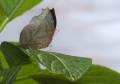 Schmetterling aufgenommen in Madagaskar