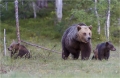 Bären Finnland