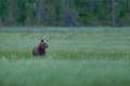 Braunbär