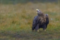 Seeadler