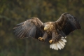 Seeadler