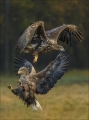 Seeadler