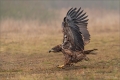 Seeadler