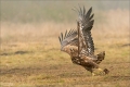 Seeadler