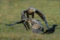 Seeadler