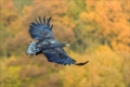 Seeadler