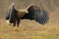 Seeadler