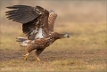 Seeadler